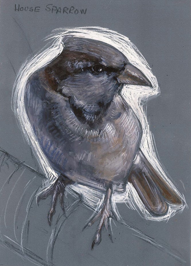 Gouache painting of a House Sparrow on a gray background.