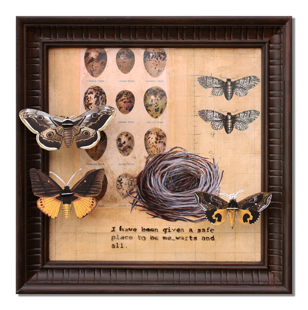 Image of 5 moths, one nest and a vintage illustration of speckled eggs.