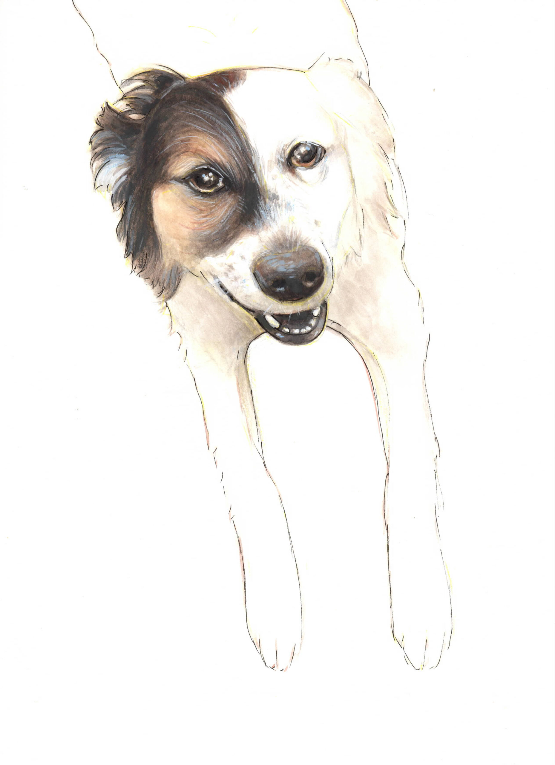 Watercolor portrait of a border collie named Daisy.